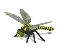 Golden-Ringed Dragonfly