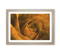 Golden Rose Flower Painting Framed Print | A2 Oak Framed Wall Art | Ready to Hang | Modern Floral Picture | Living Room Bedroom Lounge Office