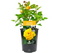 Golden Wedding Rose - 50th Wedding Anniversary Gift - Live Rose Bush Plant