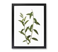 Golden Willow Tree Branch By Pierre Joseph Redoute Vintage Framed Print | A2 Black Framed Wall Art | Ready to Hang | Classic Floral Picture | Living Room Bedroom Lounge Office