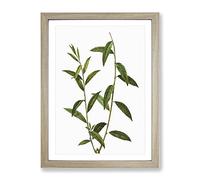 Golden Willow Tree Branch By Pierre Joseph Redoute Vintage Framed Print | A3 Oak Framed Wall Art | Ready to Hang | Classic Floral Picture | Living Room Bedroom Lounge Office