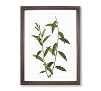 Golden Willow Tree Branch By Pierre Joseph Redoute Vintage Framed Wall Art Print, Ready to Hang Picture for Living Room Bedroom Home Office Décor, Walnut A2 (64 x 46 cm)