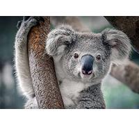 GOLDFI Adult Paint by Numbers DIY Oil Painting Kit Creative Home Art Decor Klimt Works - Koala Bear 40 * 50cm