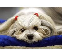 GOLDFI DIY 5D Diamond Painting by Number Kits for Adults Kids Rhinestone Embroidery Home Decor - Pet Lhasa Apso 40×50cm