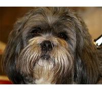 GOLDFI DIY 5D Diamond Painting Kits Lhasa Apso DIY Rhinestone Embroidery Cross Stitch Painting Holiday Gifts for Friends and Children 30×40cm