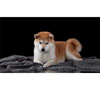 GOLDFI DIY 5D Diamond Painting Kits - Shiba Inu - Rhinestone Embroidery Diamonds Arts Canvas Home Living Room Bedroom Office Decoration Gift 30×40cm