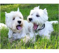 GOLDFI DIY Diamond Painting Embroidery Kits West Highland White Terrier 5D Diamond Art Cross Stitch Crystal Circle Resin Canvas Home Decoration 40×50cm