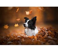 GOLDFI New Paint by Numbers for Adults Children Animal Border Collie DIY Digital Painting by Numbers Kits On Canvas 40 * 50cm