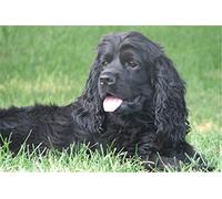 GOLDFI New Paint by Numbers for Adults Children Van Gogh Works - Black Cocker Spaniel - DIY Oil Painting by Numbers Kits Decoration Gift 40 * 50cm