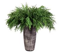 Goldshire 12Pcs Artificial Norfolk Pine Branches 36" Plastic Christmas Plants Decor Faux Greenery Stems Pine Picks Outdoor Faux Plants UV Resistant for Xmas Indoor, Front Porch Home Décor (12, 36inch)