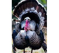 Googly Eye Turkey Journal: 100-page blank lined journal featuring a turkey with googly eyes