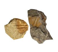 GOOHOCHY 2pcs Trilobite Specimen Samples for Educational Purposes and Party Decorations, Realistic Paleontology Science to Enrich Knowledge and Support Student Teaching