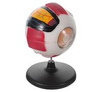 GOOHOCHY Enlarged Eyeball Model for Science Education Detachable Human Eye Anatomy Tool with Membrane Display Plastic Teaching Prop for Students and Medical Study