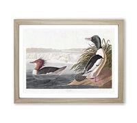 Goosander Ducks By John James Audubon Vintage Framed Print | A2 Oak Framed Wall Art | Ready to Hang | Classic Animal Picture | Living Room Bedroom Lounge Office
