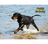 Gordon Setter Dog Birthday Greeting Card
