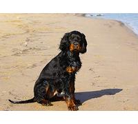 Gordon Setter Dog Blank Greeting Card
