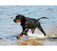 Gordon Setter Dog Blank Greeting Card