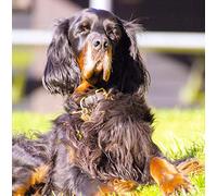 Gordon Setter Dog Greeting Card - Square