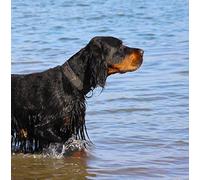 Gordon Setter Dog Greeting Card - Square