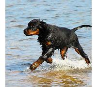 Gordon Setter Dog Greeting Card - Square