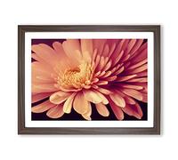 Gorgeous Chrysanthemum Flower H1022 Framed Print for Living Room Bedroom Home Office Décor, Wall Art Picture Ready to Hang, Walnut A3 Frame (46 x 34 cm)