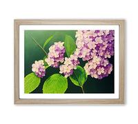 Gorgeous Hydrangea Flowers H1022 Framed Print for Living Room Bedroom Home Office Décor, Wall Art Picture Ready to Hang, Oak A3 Frame (46 x 34 cm)