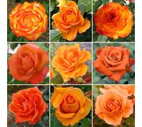 Gorgeous Orange Potted Rose | Premium Garden Roses with Colourful Summer Flowers