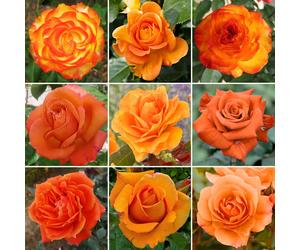 Gorgeous Orange Potted Rose | Premium Garden Roses with Colourful Summer Flowers