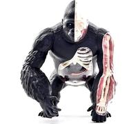 Gorilla Anatomy Model, Anatomical Silverback Ape Structure, Detachable 29 Parts for Animal Research and Medical Education