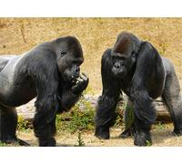 Gorilla Monkey Blank Greeting Card - Landscape