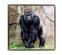 Gorilla Wildlife Silver Colour Square Badge With A Velveteen Bag