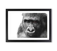 Gorilla with Brown Eyes Framed Wall Art Print A2 Black