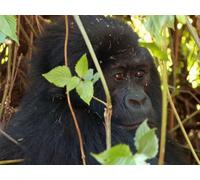 Gorillas in our Midst / Swiss Treats