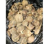 GoronTula Fruits Azanza garckeana Snot Apple Fruits Silky Kola Fresh Juicy Fruit Varied Sizes (Dried)
