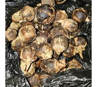 GoronTula Fruits Azanza garckeana Snot Apple Fruits Silky Kola Fresh Juicy Fruit Varied Sizes (Silky)
