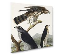 Goshawks & Stanley Hawk by John James Audubon Canvas Print | Gallery Wrapped 30mm Frame Wall Art | 14x14 inches | Ready to Hang | Modern Animals Picture | Living Room Bedroom Lounge Office