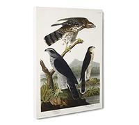 Goshawks & Stanley Hawk By John James Audubon Canvas Print | Gallery Wrapped 30mm Frame Wall Art | 20x14 inches | Ready to Hang | Retro Animals Picture | Living Room Bedroom Lounge Office