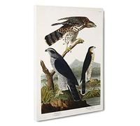 Goshawks & Stanley Hawk by John James Audubon Canvas Print | Gallery Wrapped 30mm Frame Wall Art | 30x20 inches | Ready to Hang | Modern Animals Picture | Living Room Bedroom Lounge Office