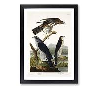 Goshawks & Stanley Hawk by John James Audubon Framed Print | A2 Black Framed Wall Art | Ready to Hang | Modern Nature Picture | Living Room Bedroom Lounge Office