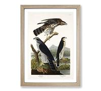 Goshawks & Stanley Hawk by John James Audubon Framed Print | A2 Oak Framed Wall Art | Ready to Hang | Modern Nature Picture | Living Room Bedroom Lounge Office