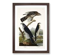 Goshawks & Stanley Hawk by John James Audubon Framed Print | A2 Walnut Framed Wall Art | Ready to Hang | Modern Nature Picture | Living Room Bedroom Lounge Office