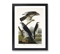 Goshawks & Stanley Hawk By John James Audubon Vintage Framed Print | A2 Black Framed Wall Art | Ready to Hang | Classic Nature Picture | Living Room Bedroom Lounge Office