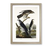Goshawks & Stanley Hawk By John James Audubon Vintage Framed Print | A3 Oak Framed Wall Art | Ready to Hang | Classic Nature Picture | Living Room Bedroom Lounge Office
