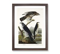 Goshawks & Stanley Hawk By John James Audubon Vintage Framed Print | A4 Walnut Framed Wall Art | Ready to Hang | Classic Nature Picture | Living Room Bedroom Lounge Office