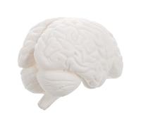 GOTTAJOY Anatomically Accurate Detachable 3-part Human Brain Model with Display Base for Medical Teaching Science Education Classroom Study White
