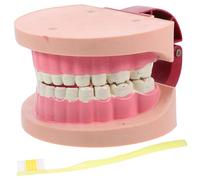 GOTTAJOY Realistic Tooth Teaching Model for Kids Science Experiments Dental Education Toy Elementary School Biology Learning Tool
