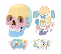 Goufride 1Set Anatomy Skull Model Human Anatomy Skull Puzzle Detachable Mini Human Skull Model Silica Gel