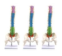 Goufride 3pcs 45cm with Pelvic Human Anatomical Anatomy Spine Spinal Column Model Teaching Resources for Students