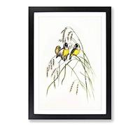 Gouldian Finch by Elizabeth Gould Framed Print | A2 Black Framed Wall Art | Ready to Hang | Modern Nature Picture | Living Room Bedroom Lounge Office