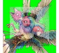 Gouldian Finch - Hatch